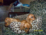 Собаки, щенята Гладкошерста мініатюрна такса, ціна 700 Грн., Фото