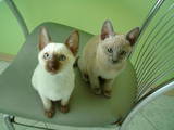 Кішки, кошенята Тонкинез, ціна 1600 Грн., Фото