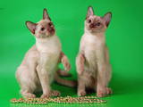 Кішки, кошенята Тонкинез, ціна 1600 Грн., Фото