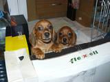 Собаки, щенята Жорсткошерста мініатюрна такса, ціна 600 Грн., Фото