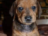 Собаки, щенки Гладкошерстная миниатюрная такса, цена 500 Грн., Фото