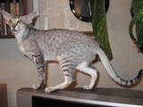 Кошки, котята Ориентальная, цена 2000 Грн., Фото