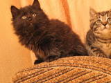 Кошки, котята Курильский бобтейл, цена 3600 Грн., Фото