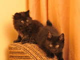 Кошки, котята Курильский бобтейл, цена 3600 Грн., Фото