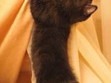 Кішки, кошенята Курильський бобтейл, ціна 3600 Грн., Фото