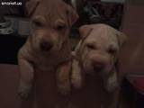 Собаки, щенки Шарпей, цена 800 Грн., Фото