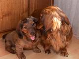 Собаки, щенята Довгошерста такса, ціна 2200 Грн., Фото