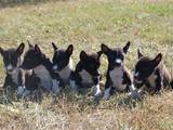 Собаки, щенята Басенджі, ціна 8000 Грн., Фото