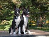 Собаки, щенята Басенджі, ціна 8000 Грн., Фото