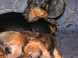Собаки, щенки Жесткошерстная такса, цена 500 Грн., Фото