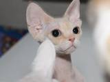 Кошки, котята Девон-рекс, цена 6 Грн., Фото