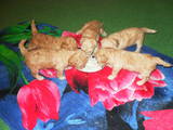 Собаки, щенки Той-пудель, цена 2500 Грн., Фото