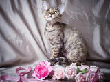 Кошки, котята Девон-рекс, цена 200 Грн., Фото
