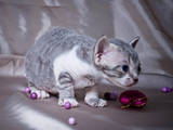 Кішки, кошенята Девон-рекс, ціна 200 Грн., Фото