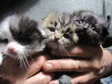 Кішки, кошенята Різне, ціна 800 Грн., Фото