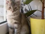 Кішки, кошенята Сибірська, ціна 1000 Грн., Фото