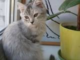 Кішки, кошенята Сибірська, ціна 1000 Грн., Фото