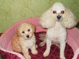 Собаки, щенки Той-пудель, цена 1700 Грн., Фото