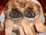 Собаки, щенки Чау-чау, цена 3500 Грн., Фото