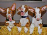 Собаки, щенки Поденко ибиценко, цена 10000 Грн., Фото