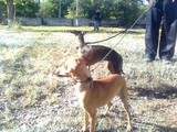 Собаки, щенята Левретка, ціна 3000 Грн., Фото