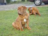 Собаки, щенята Бордоський дог, ціна 16000 Грн., Фото