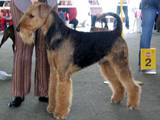 Собаки, щенки Эрдельтерьер, цена 3000 Грн., Фото