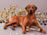 Собаки, щенки Родезийский риджбек, цена 10000 Грн., Фото