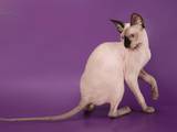 Кошки, котята Канадский сфинкс, цена 500 Грн., Фото