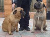 Собаки, щенята Бульмастиф, ціна 3000 Грн., Фото