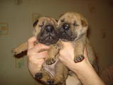Собаки, щенки Шарпей, цена 2500 Грн., Фото