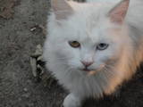 Кошки, котята Белоножка, цена 1200 Грн., Фото