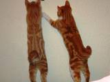Кішки, кошенята Курильський бобтейл, ціна 200 Грн., Фото
