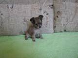 Собаки, щенки Русский длинношерстный тойтерьер, цена 2500 Грн., Фото