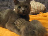 Кішки, кошенята Російська блакитна, ціна 150 Грн., Фото
