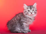 Кошки, котята Курильский бобтейл, цена 4000 Грн., Фото