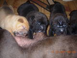 Собаки, щенки Шарпей, цена 1500 Грн., Фото