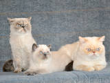 Кошки, котята Экзотическая короткошерстная, цена 1200 Грн., Фото