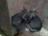 Кішки, кошенята Різне, ціна 0.01 Грн., Фото