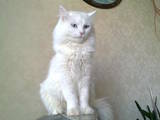 Кошки, котята Турецкая ангора, цена 20 Грн., Фото