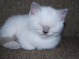 Кошки, котята Колор-пойнт короткошерстный, цена 800 Грн., Фото