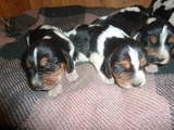 Собаки, щенки Бассет, цена 3500 Грн., Фото