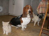 Собаки, щенята Бассет, ціна 3500 Грн., Фото