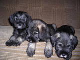 Собаки, щенки Миттельшнауцер, цена 1000 Грн., Фото