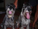 Собаки, щенки Миттельшнауцер, цена 1000 Грн., Фото
