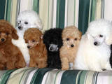 Собаки, щенки Той-пудель, цена 3000 Грн., Фото