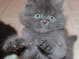 Кошки, котята Персидская, цена 600 Грн., Фото