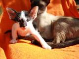 Кішки, кошенята Орієнтальна, ціна 800 Грн., Фото