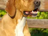 Собаки, щенята Англійський пойнтер, ціна 1600 Грн., Фото