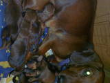 Собаки, щенята Гладкошерста кроляча такса, ціна 1200 Грн., Фото